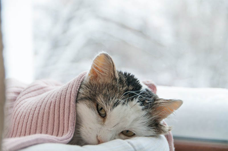 How Do You Know If Your Kitten Is Unwell